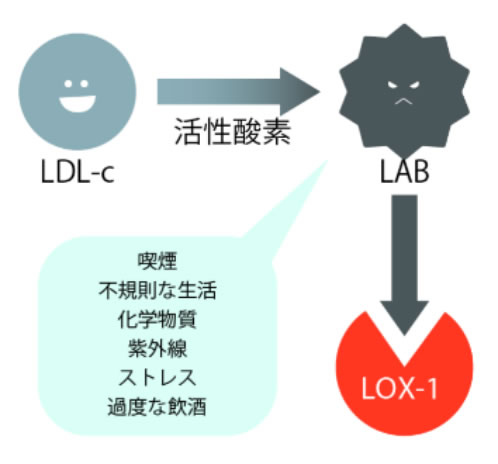 酸化変性LDLとLOX-1の指標図 喫煙 不規則な生活 化学物質 紫外線 ストレス 過度な飲酒