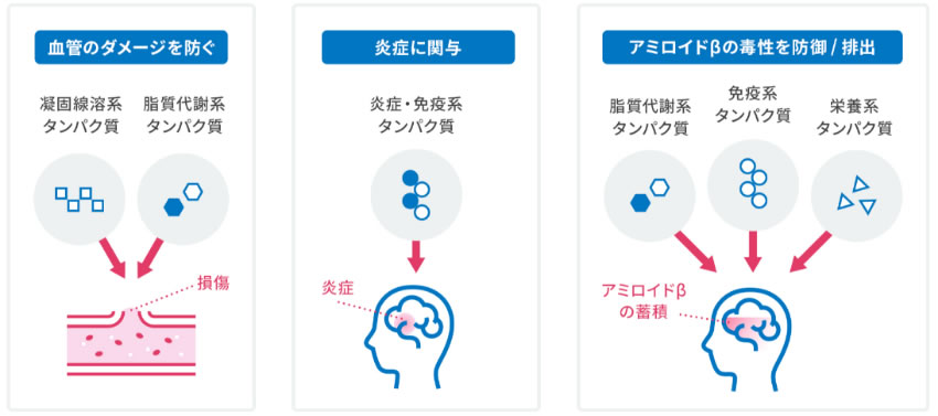 タンパク質の働き